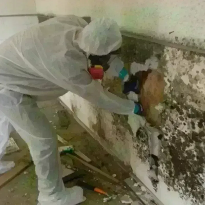 Mold Remediation and Removal in Greenville County, SC